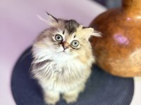 British longhair kedisi
