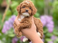 Toy poodle bebeklerim