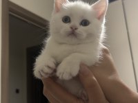 Böyle british shorthair güzellik yok