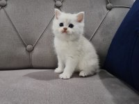 MUHTEŞEM TATLI VE OYUNCU YAVRU KEDİM BRİTİSH