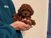 DARK RED KORE TOY POODLE