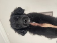 Golden X Labrador Mix 1.5 Aylık Dişi