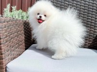 TEDDY BEAR POMERANİAN YAVRULARI