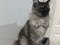 Şecereli Çift Maine Coon