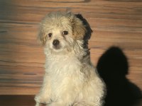 Evinizin Neşesi Maltipoo