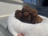 Wc Eğitimli Aşılı Karneli Toy Poodle Yavrular