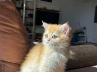 A kalite dişi erkek british shorthair