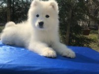 Irk ve Sağlık Garantili Samoyed Yavrularımız