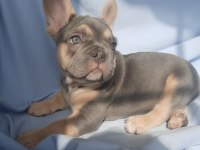 FLUFFY ve ISABELLA TAŞIYICI EXOTIC FRENCH BULLDOG YAVRULARI