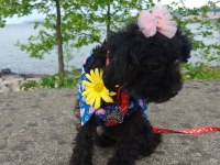 Toy poodle