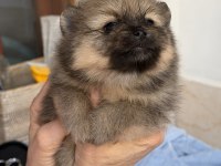 POMERANİAN TEDDY BEAR MİNİ TEACUP DİŞİ