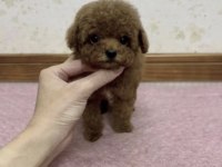 Toy Poodle Köpeği