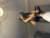 DOBERMAN KÖPEĞİ YAVRULARI
