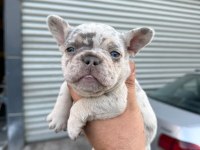 French Bulldog 45 Günlük