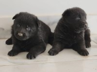 SİMSIYAH SOLİD BLACK ALMAN ÇOBAN KÖPEĞİ YAVRULARI