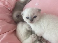 Minik yaramazlara yeni yuva arıyoruz.