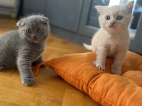 1,5 aylık erkek scottish fold ve straight