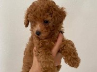 A kalite toy poodle yavrularımız yeni yuvasını arıyor