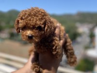 Kore orjinal teacup poodle