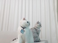 British Shorthair Tabby