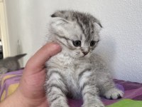 Top kafa scottish fold yavrularımız