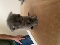 British shorthair yavrular