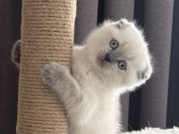 2 Aylık Scottish Fold Bluepoint Shorthair Yavrular