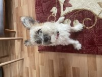 Pera (Terrier) Köpeğimiz
