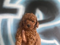 IRK GARANTİLİ TOY POODLE YAVRULARIMIZ