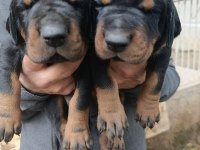 A Şecereli 21 Günlük Doberman