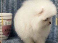 Teacup pomeranian boo yavrumuz