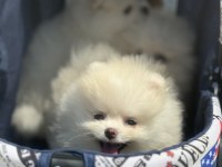Ankaranın en elit ayı suratlı pomeranian yavruları