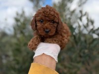 Dişi Toy Poodle Gerçek Kalite İsteyene