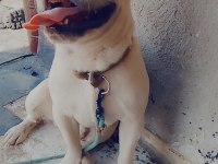 Blue cream erkek 2 yaşında french bulldog