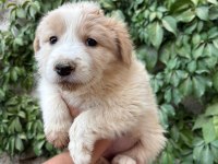 Teslime hazır border collie yavrular