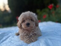 Eşsiz Güzellikte Maltipoo Yavrularımız