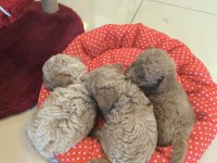 HAZİR POODLE YAVRULARIMIZ