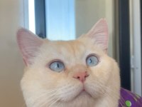 2 Yaşında British Shorthair Oğlum