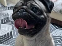 PUG AŞILARI TAM