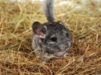 Chinchilla çinçila