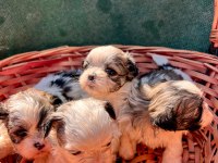 Shih tzu yavrular
