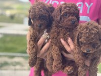 Redbrown kore toy poodle yavrularımız