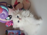 British longhair silver