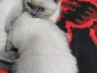 British Shorthair Yavru Sütten Kesildi