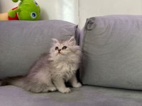 British longhair silver