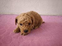 Uygun Maltipoo Bebeklerimiz