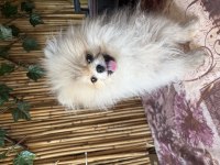 Orjinal pomeranian boo dişi 5 aylık yavru