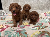 Toy Poodle Bebekler