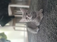 2 aylık scottish fold yavrularımız