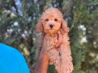 Maltipoo Yavrular Adrese Gönderim Ve Kapıda Ödeme Vardır
